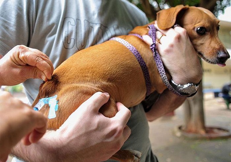 Chile se torna pioneiro na erradicação da raiva transmitida por cães na América Latina