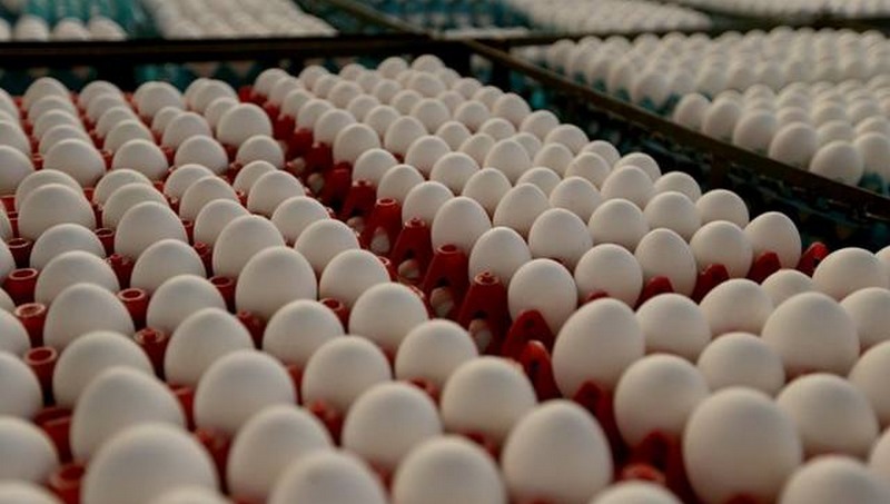 Anvisa desmente vídeo sobre plástico em ovos e orienta consumidores