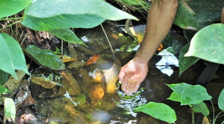 Governo do Amazonas cria programa para identificar nascentes de água