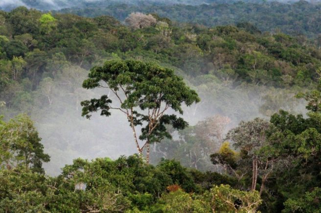 Congresso aprova projeto que reduz em 37% proteção da Floresta do Jamanxim