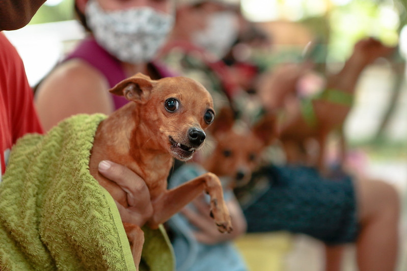 Amazonas registra 27,3 mil animais domésticos no SinPatinhas