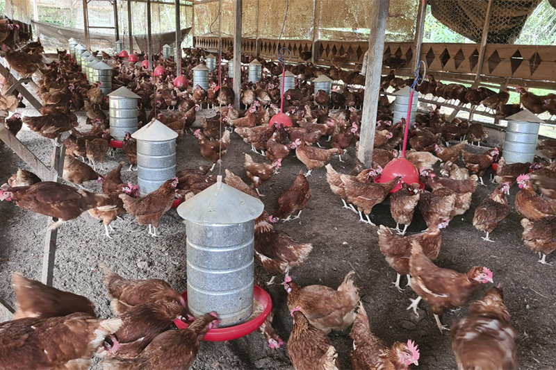 Governo federal declara emergência zoossanitária em Santa Catarina