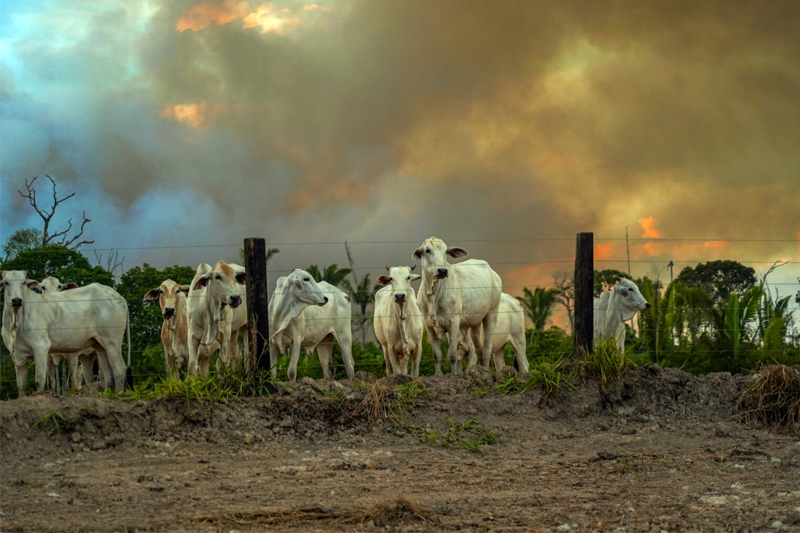 Crescimento da Pecuária em Terras Próximas a Áreas Protegidas na Amazônia