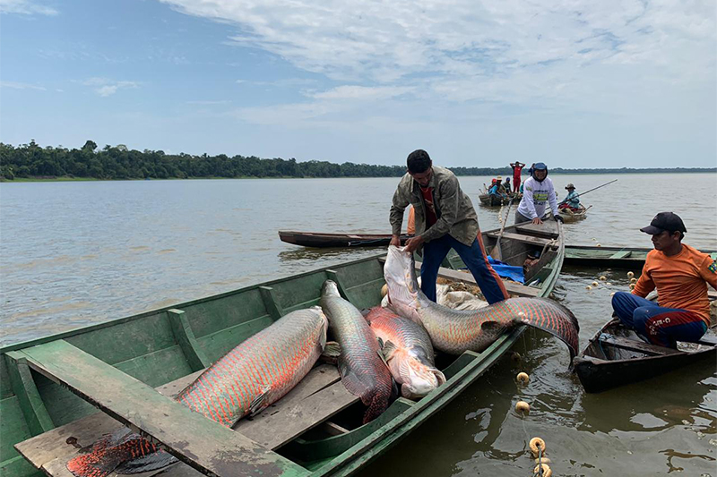 Prospera Amazônia investirá R$ 30 milhões em negócios sustentáveis no AM