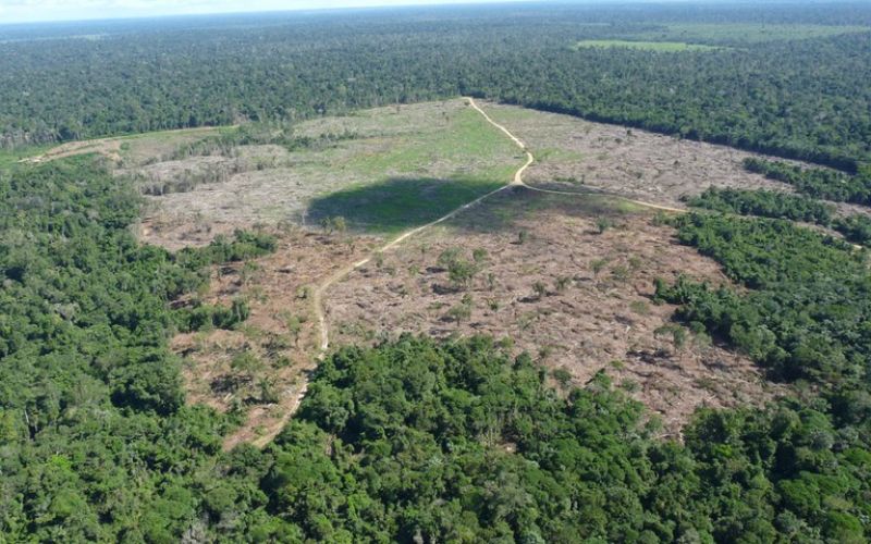 Desmatamento na Amazônia alcança menor nível em 41 anos, aponta estudo