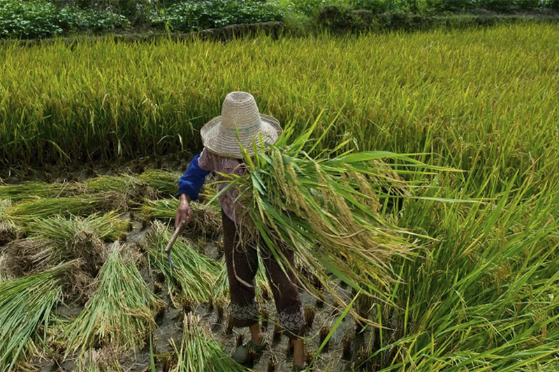 MPF solicita plano emergencial para fortalecer Câmara Agrária no Amazonas