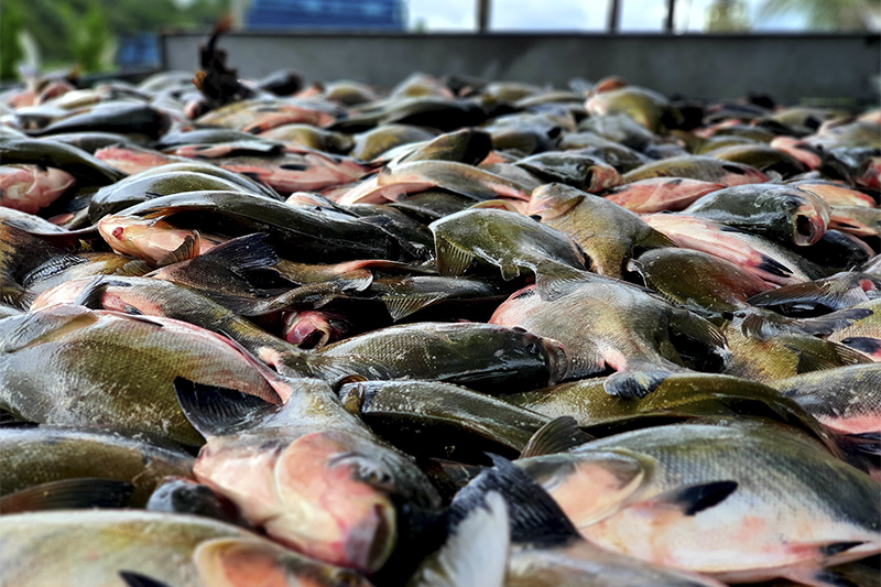 Tambaqui é classificado como vulnerável e alerta sobre pesca na Amazônia
