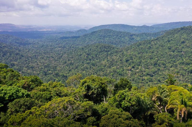 Campanha destaca voto consciente em defesa da Amazônia neste Dia da Floresta