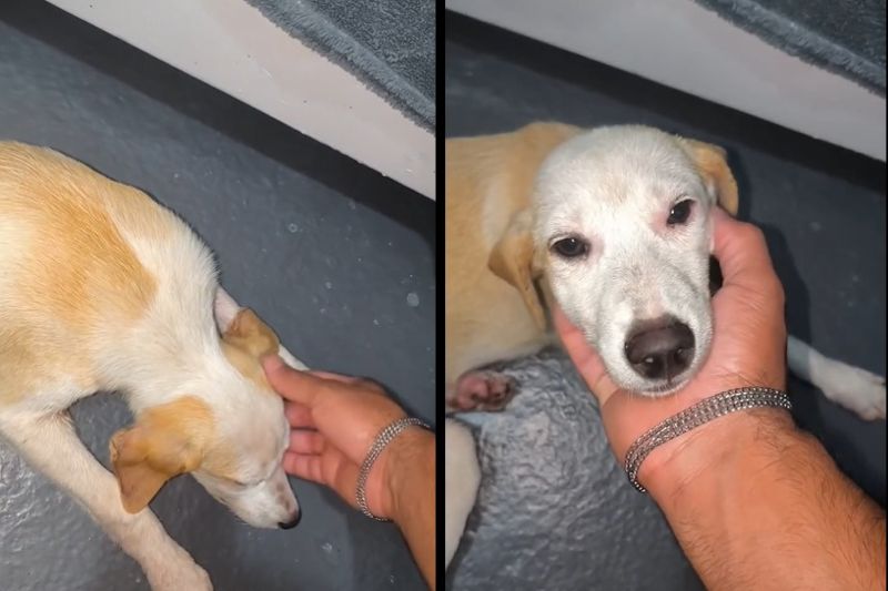 Cadela resgatada no Rio Amazonas é batizada de Yara pela tripulação