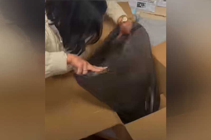 Vereadora de Novo Hamburgo recebe caixa com cachorro morto em ameaça