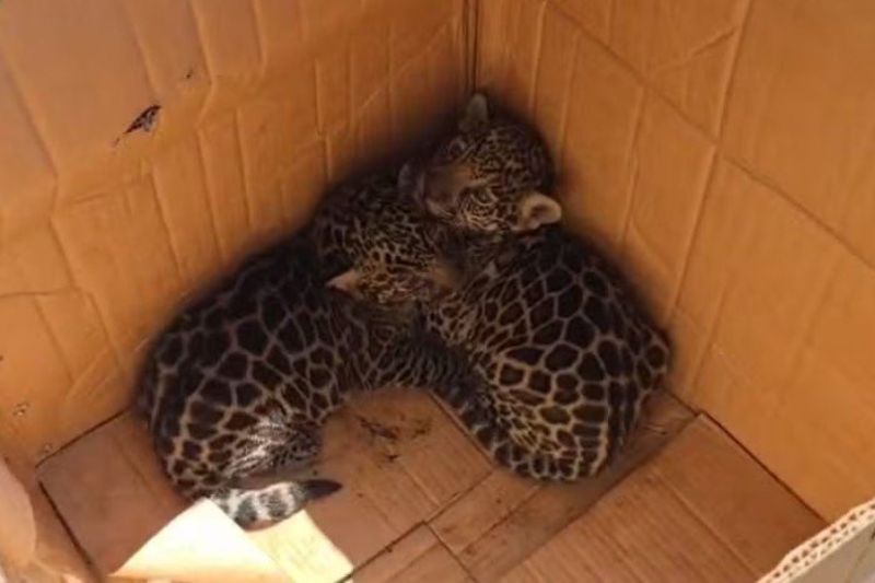 Agricultores resgatam filhotes de onça em Codajás, Amazonas