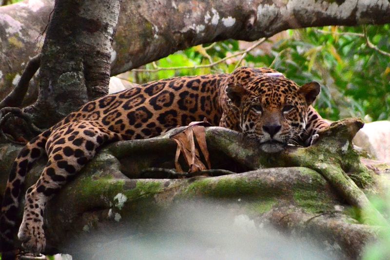 Estudo aponta queda de 77% nas fêmeas de onça-pintada na Amazônia