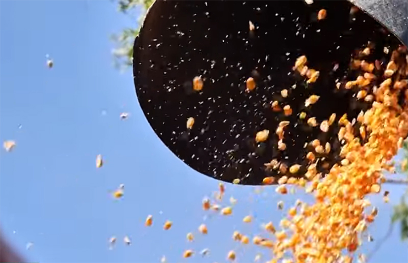 Aumento nos preços de cereais impacta custo dos alimentos em julho