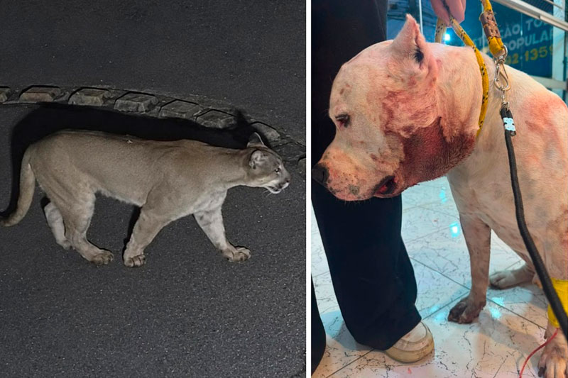 Pitbull defende crianças e enfrenta onça-parda em SP