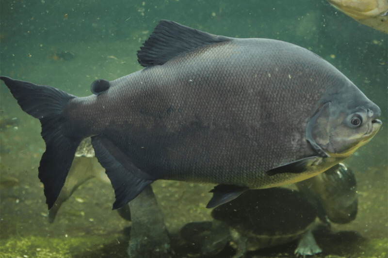 Tambaqui é liberado para pesca e venda durante transição