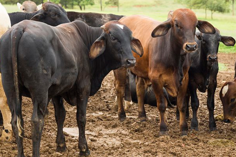 Gado cresce no Amazonas enquanto produção de peixes enfrenta queda