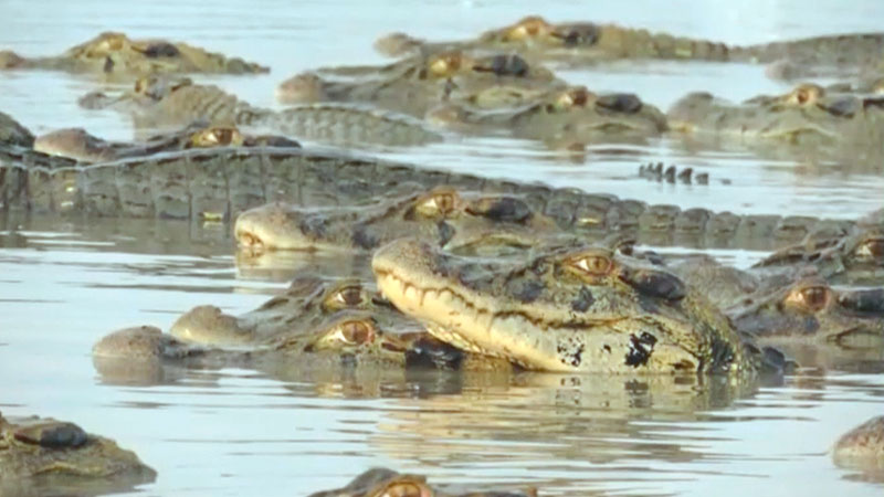 Omar Aziz propõe manejo de jacarés para preservar a pesca no Amazonas