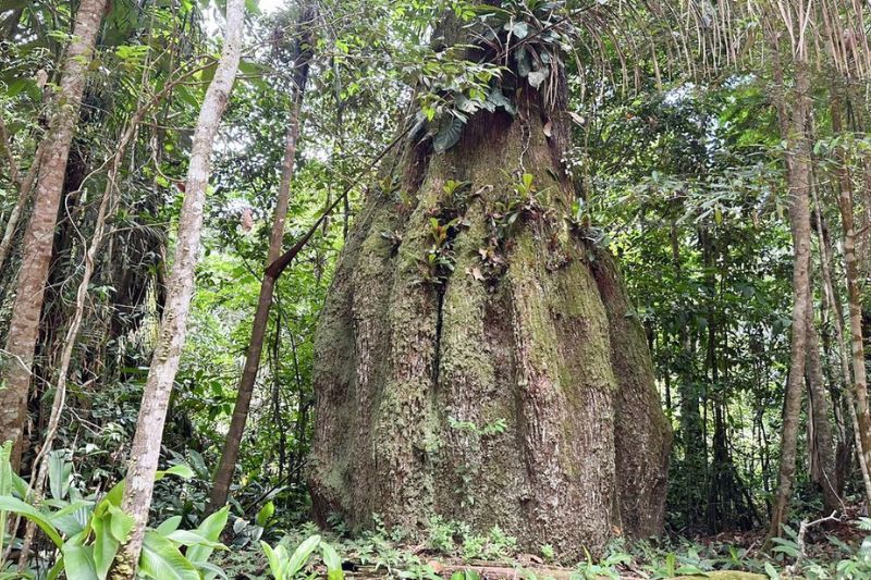 Quatro Novas Reservas de Desenvolvimento Sustentável Criadas no Amazonas