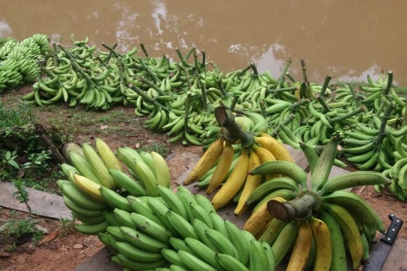 Produção de Banana Aumenta Agricultura do Amazonas em Agosto