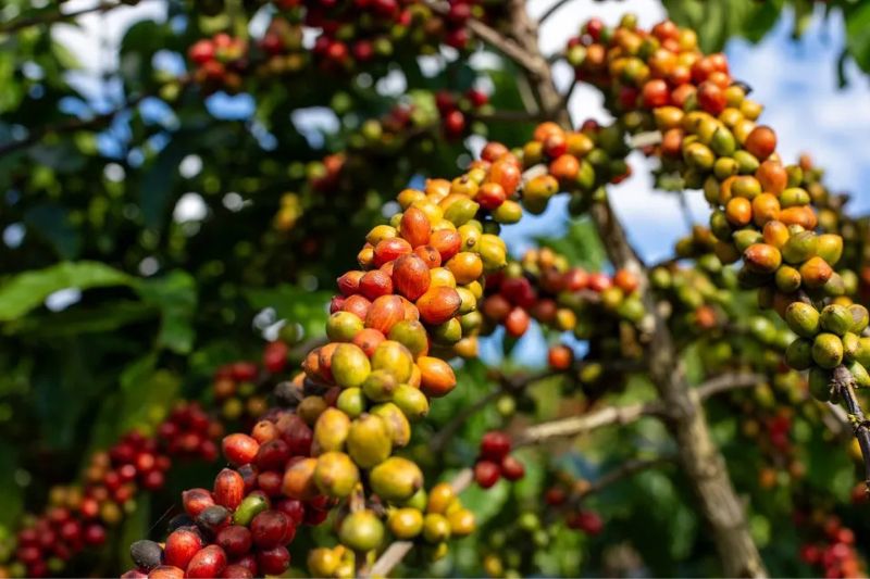 Amazonas se destaca com previsão de maior produção de café conilon