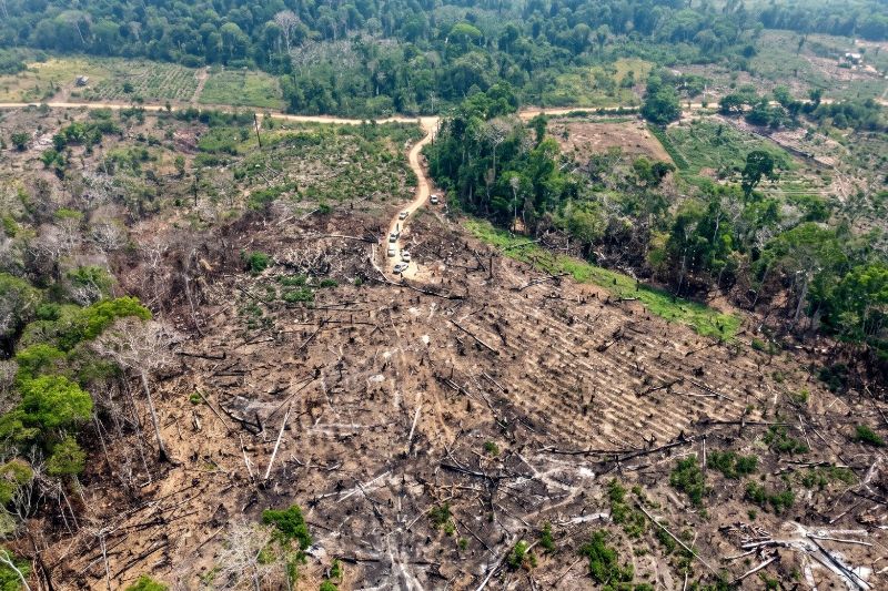 Ipaam multa desmatadores em R$ 8,5 milhões e embarga 916 hectares