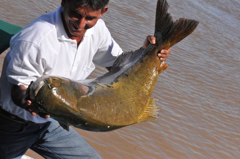 Pesca do tambaqui permanece liberada na Amazônia, afirma ministro
