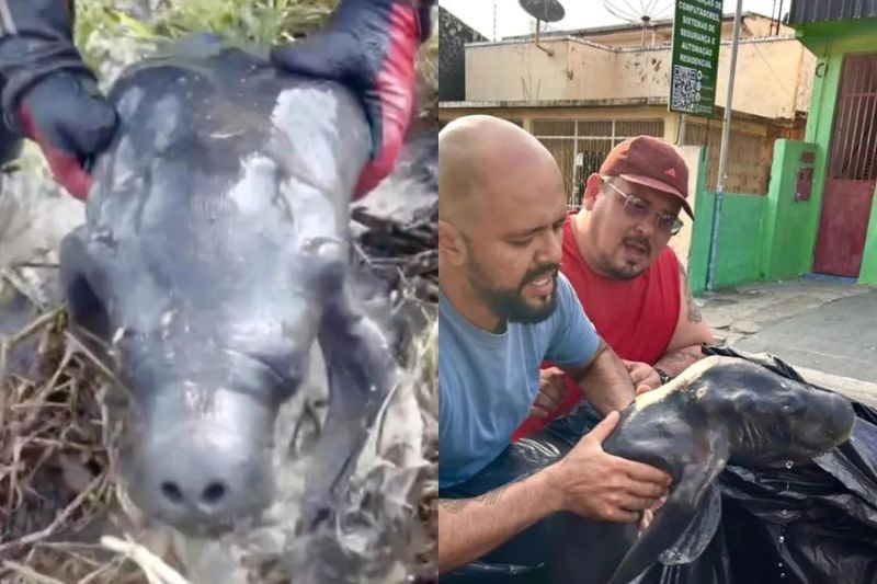 Motociclistas resgatam filhote de peixe-boi e o nomeiam de 'Cross'