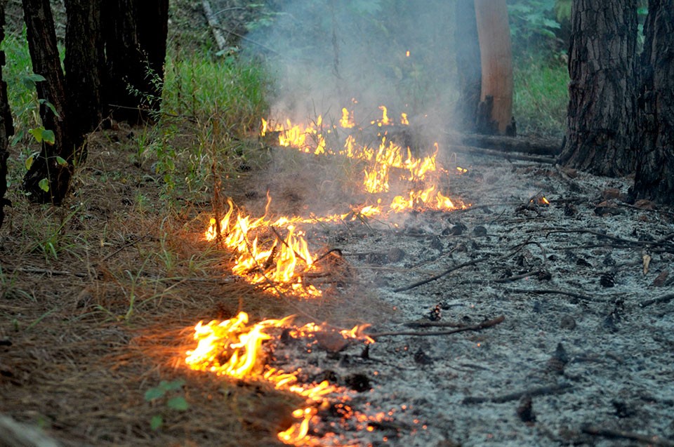 Força-tarefa de SP chega ao Amazonas para combater incêndios florestais