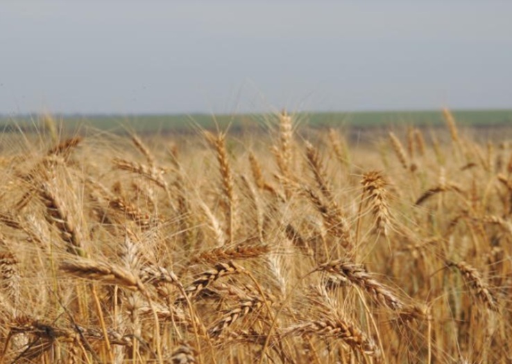 Conab realiza leilão de arroz para formação de estoques públicos