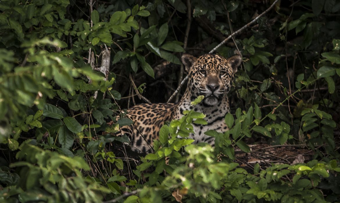 Ameaça de Extinção da Onça-Pintada na Mata Atlântica por Escassez Alimentar
