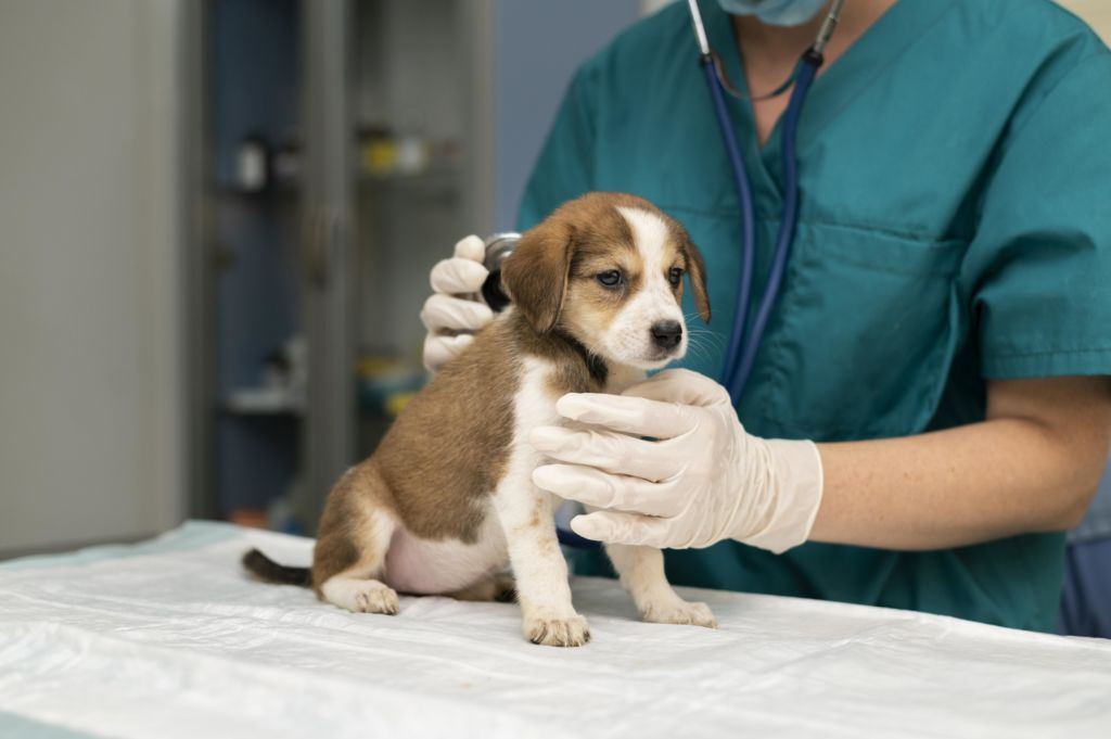 Veterinários poderão ser obrigados a passar por exame de habilitação