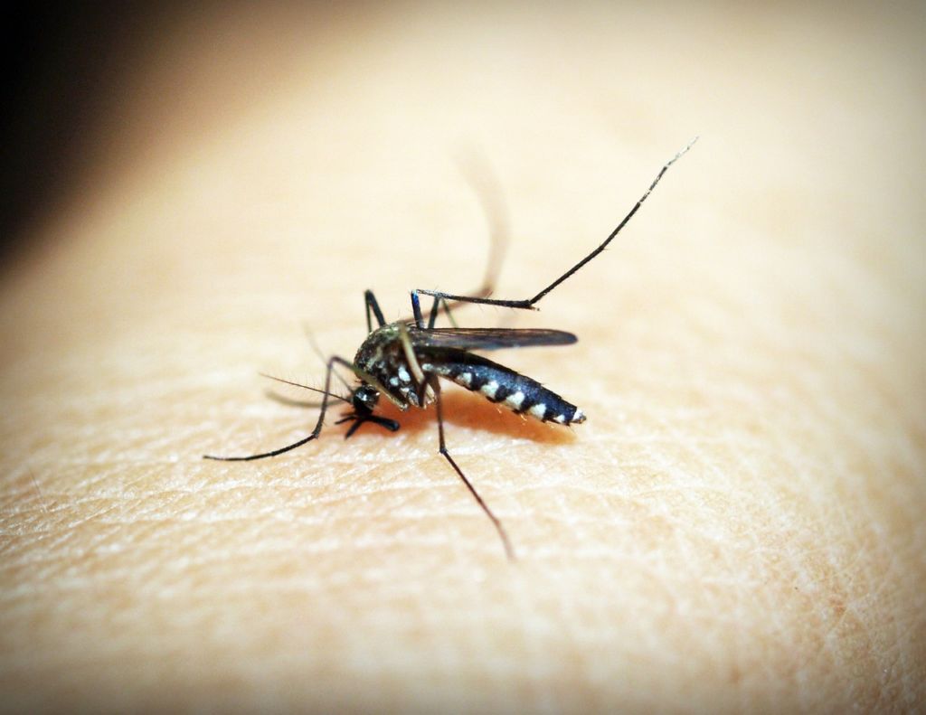 Avanço do mosquito transmissor da malária gera preocupação na África