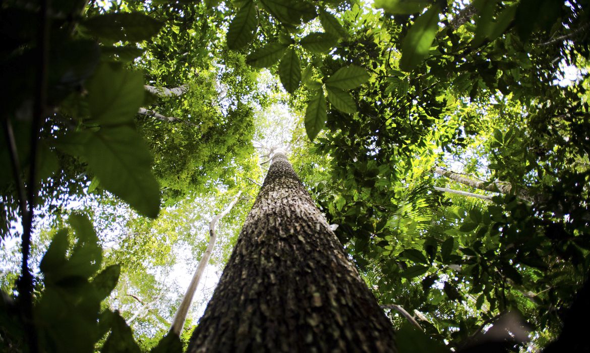 Quatro Novas Reservas de Desenvolvimento Sustentável São Criadas no Amazonas