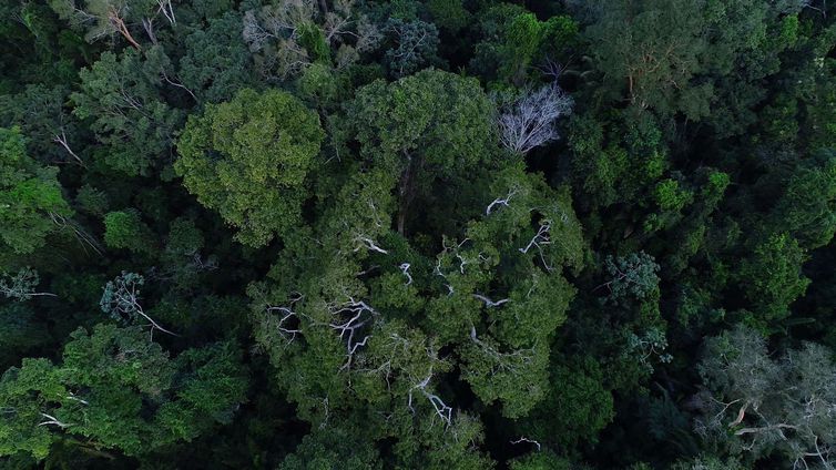 Fundo Brasil abre edital com até R$ 60 mil para iniciativas na Amazônia e Cerrado