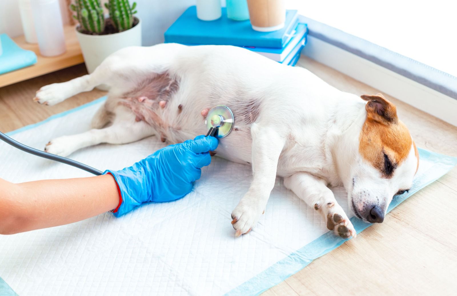 Serviços gratuitos para pets em Manaus: participe do Saúde em Patas
