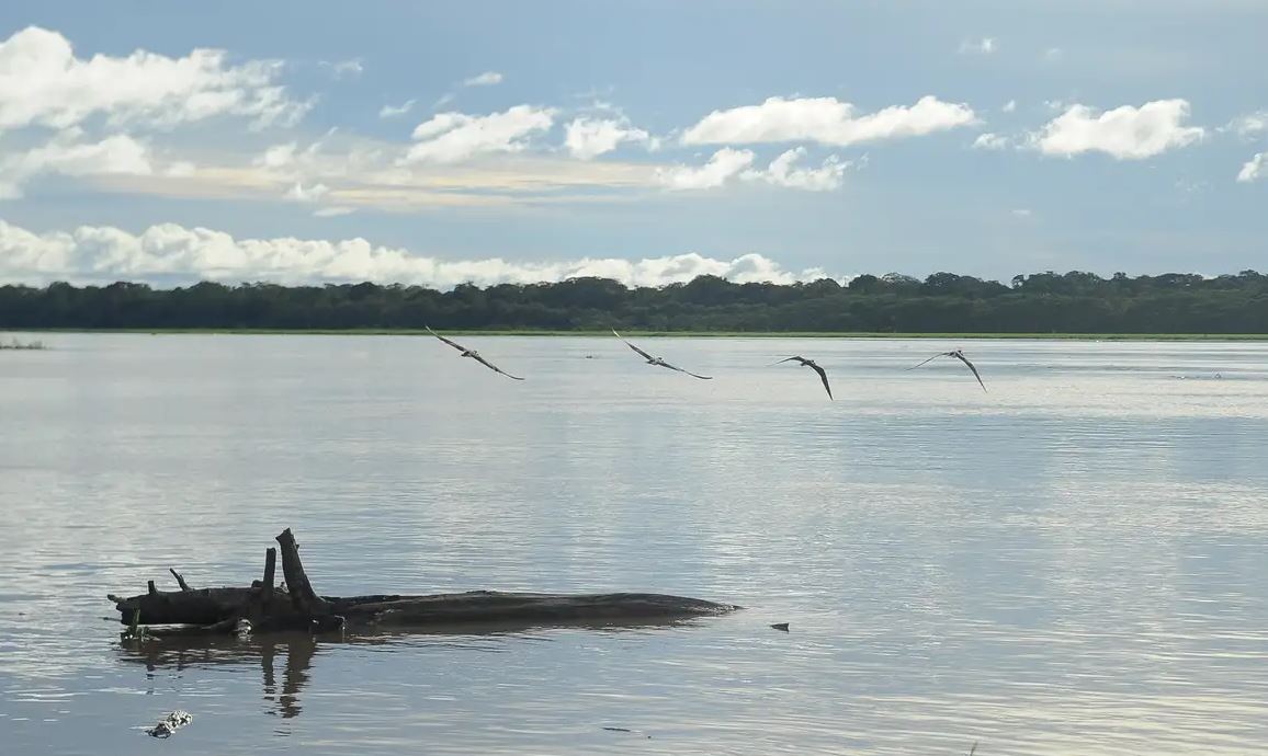 Pagamento retroativo do seguro-defeso beneficia 911 pescadores no AM