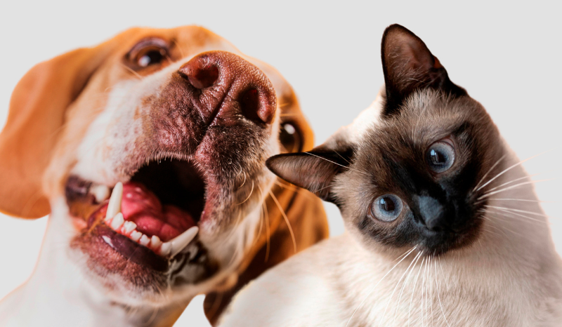 Dia Mundial do Cachorro: Entenda as Diferenças entre Cães e Gatos