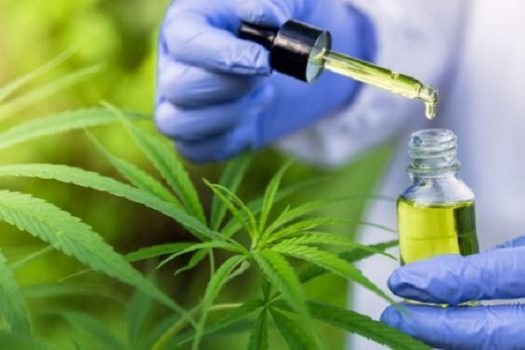 Associações apontam lacunas na regulamentação da cannabis medicinal no Brasil