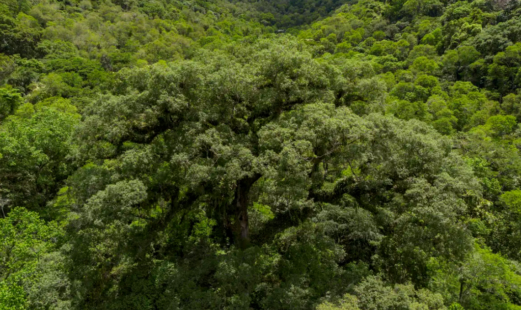 Desmatamento na Mata Atlântica cai 28% em um ano, alcançando novo recorde