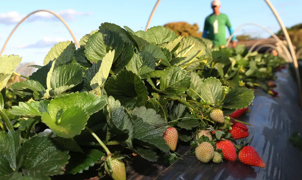 Edital do MDA disponibiliza até R$ 500 mil para agricultura familiar