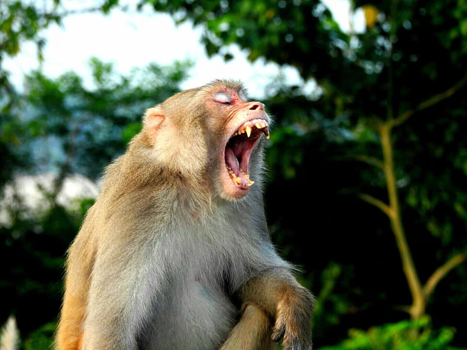 Macacos de Gibraltar se automedicam com terra após comer comida de turistas