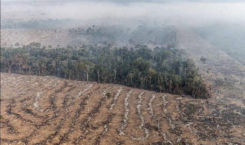 Novo estudo na Amazônia refuta teoria de savanização após 22 anos de pesquisa