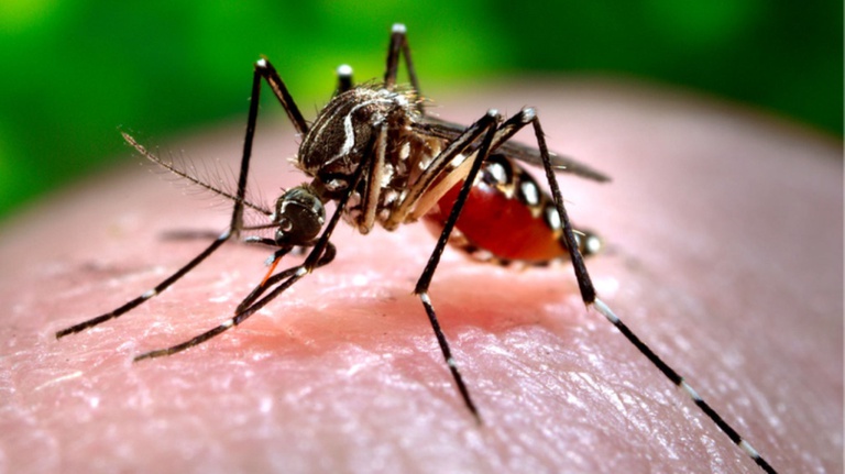Dengue, Zika, Chikungunya e Oropouche: Entenda as Diferenças e os Riscos
