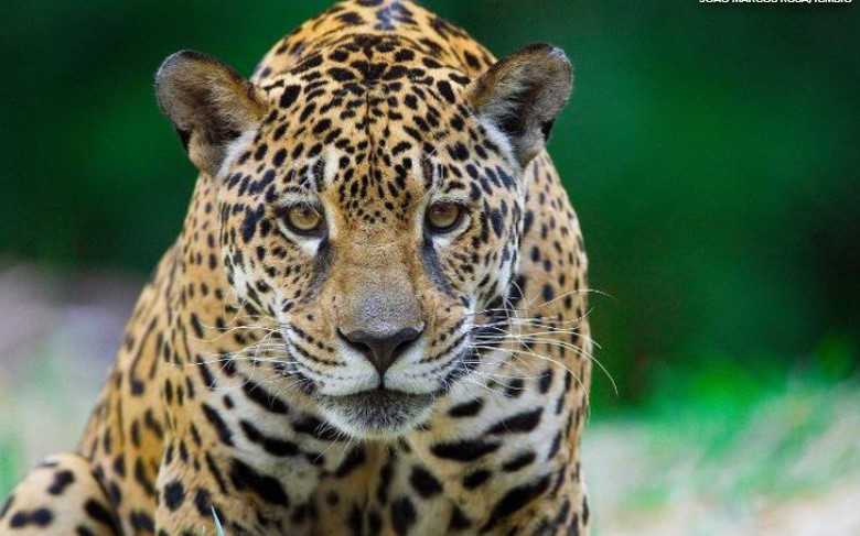 Criança de 8 anos sofre ataque de onça-parda na Chapada dos Veadeiros