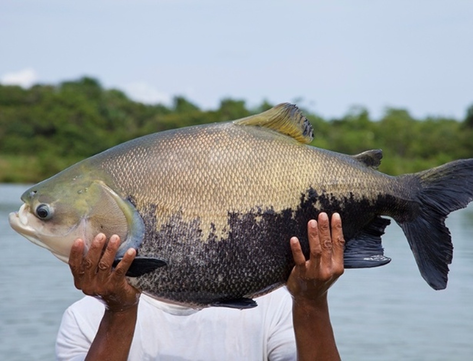 Tambaqui em risco de extinção: pesca pode ser proibida no Brasil