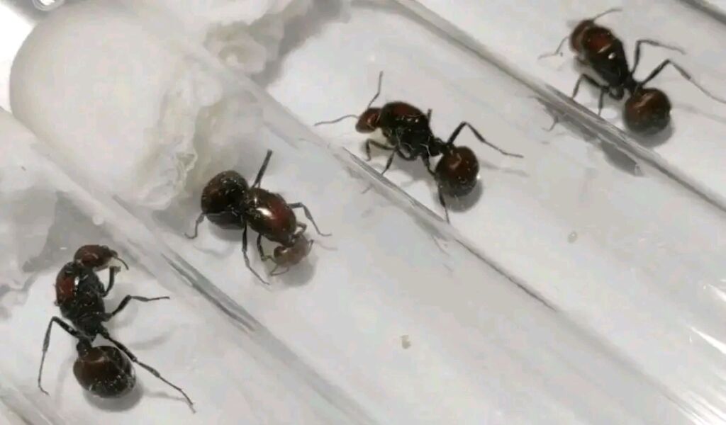 Chinês condenado no Quênia por tentativa de contrabando de formigas