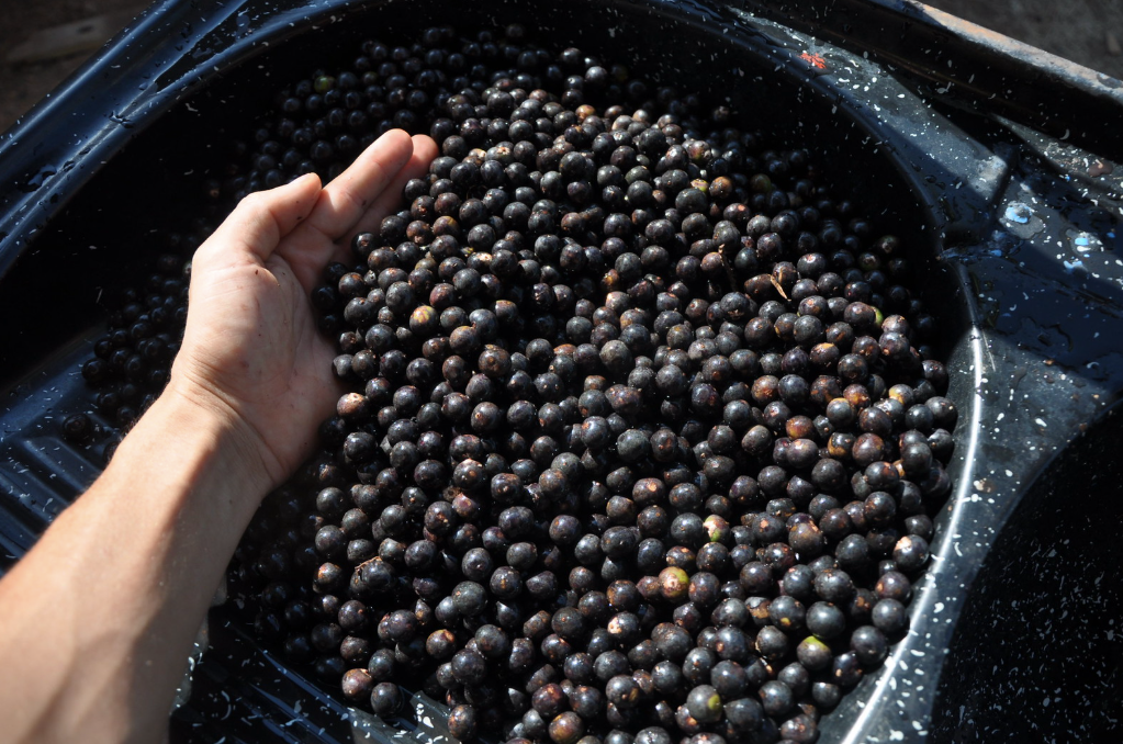 Idesam Lança Desafio Bioinovação Amazônia para Valorizar a Biodiversidade