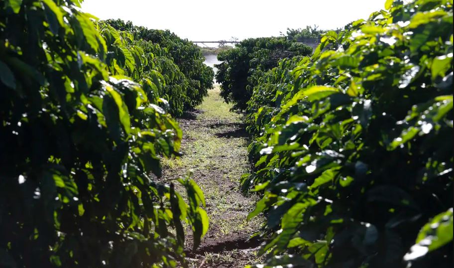 Feclam impulsiona diálogo entre parlamentos e prioriza informações essenciais