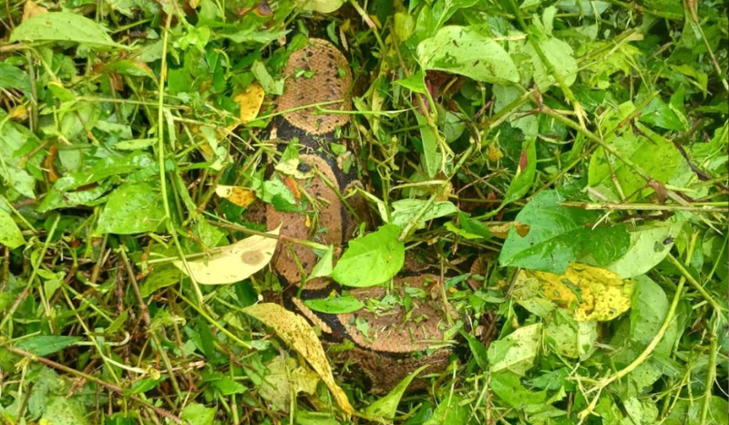 Coleta urbana resgata jiboia de 3 metros em Presidente Figueiredo