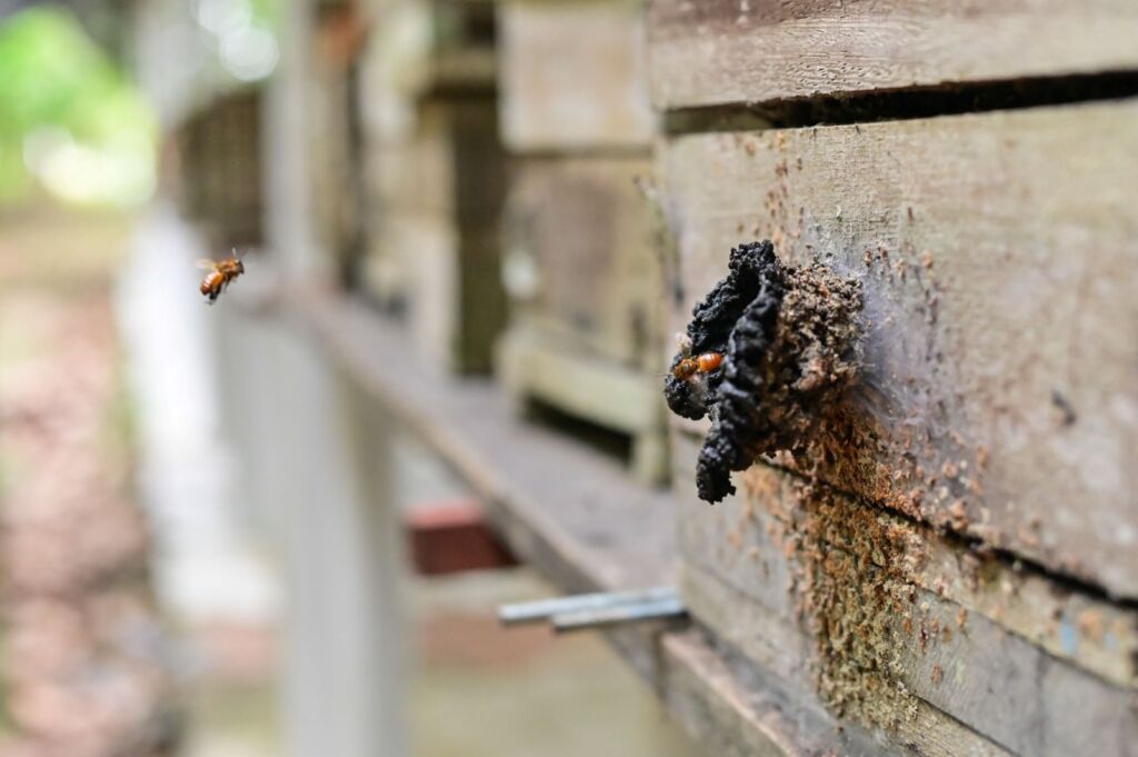Ação de Regularização para Criadores de Abelhas Sem Ferrão em Parintins